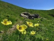 19 Estese fioriture di Pulsatilla alpina sulphurea (Anemone sulfureo) sul sent. 109 unificato sol 101